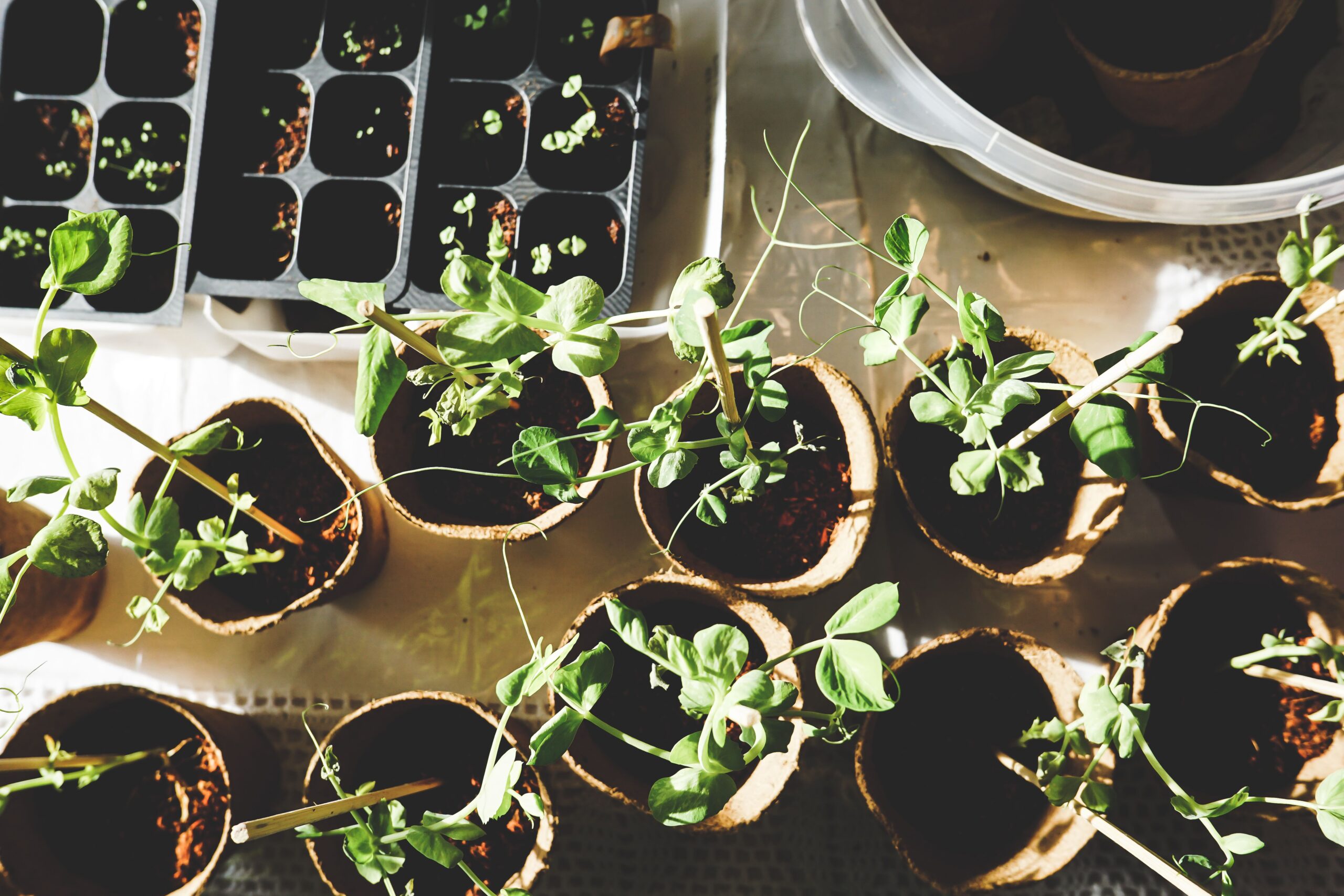 Coco fibre pots for nursery and propagation applications